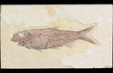 Detailed, Knightia Fossil Fish - Wyoming #42353-1